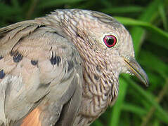 Common Ground Dove