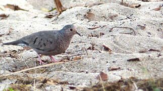 Common Ground Dove