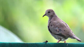 Common Ground Dove