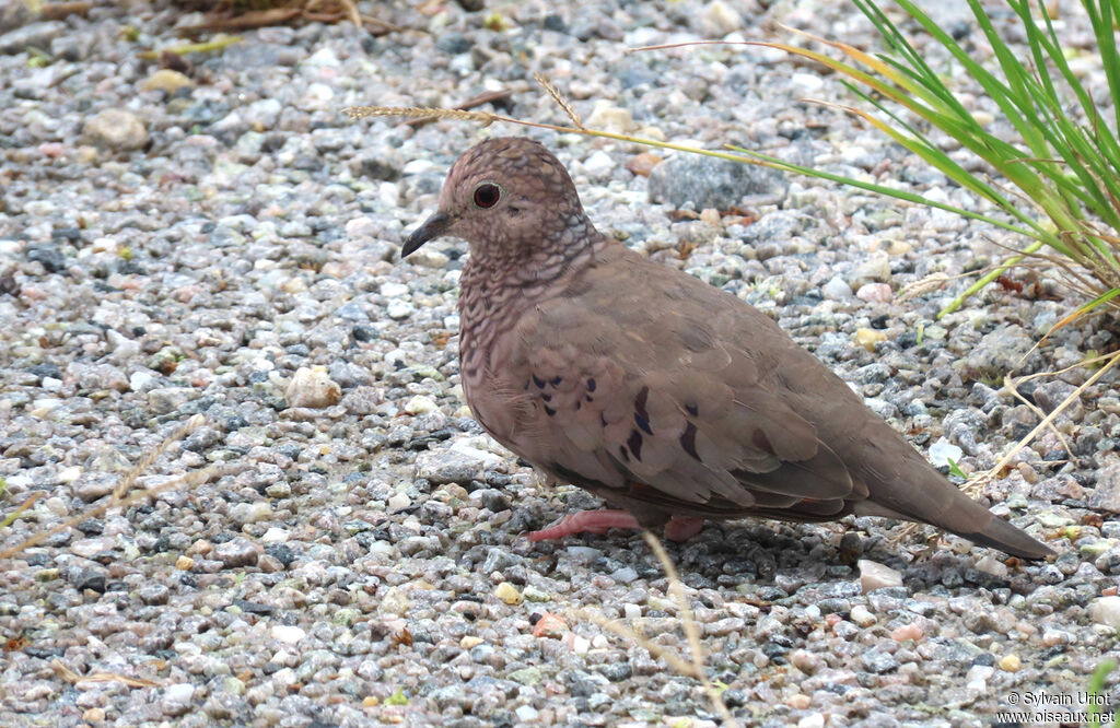 Common Ground Dove male adult