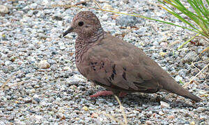 Common Ground Dove