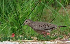 Common Ground Dove