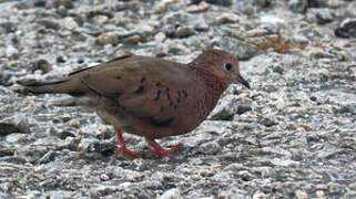 Common Ground Dove