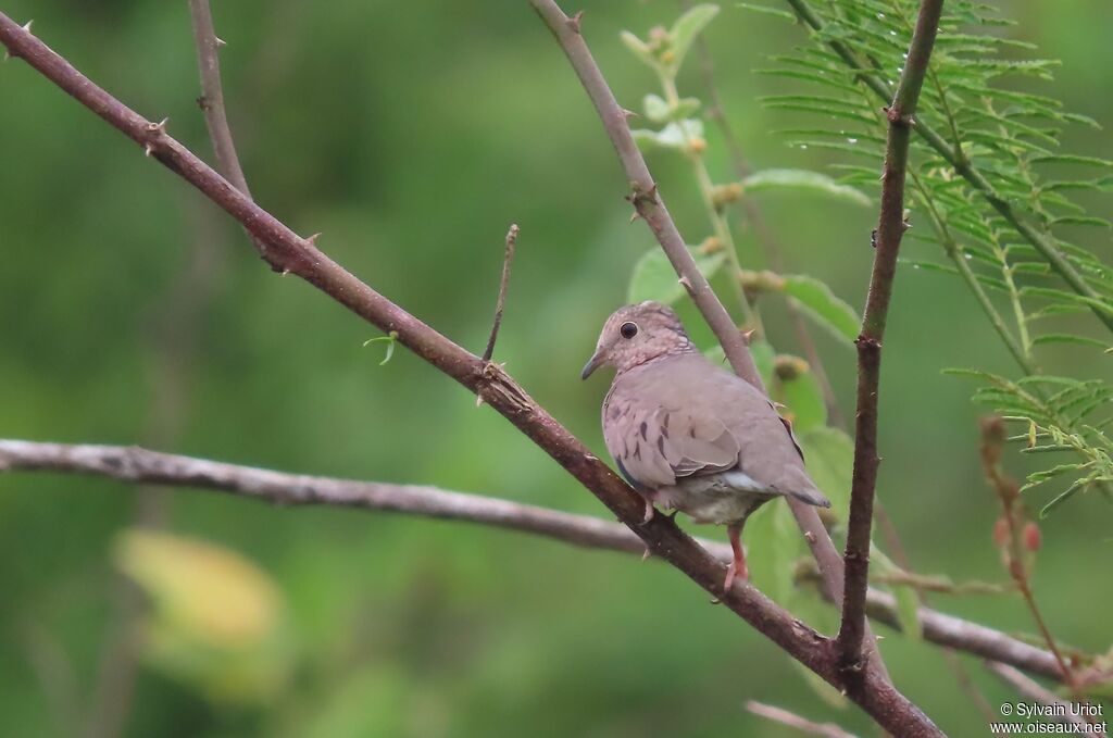 Common Ground Dove male adult