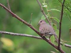 Common Ground Dove