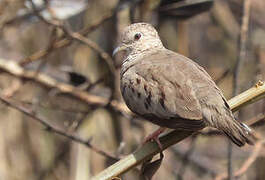 Common Ground Dove