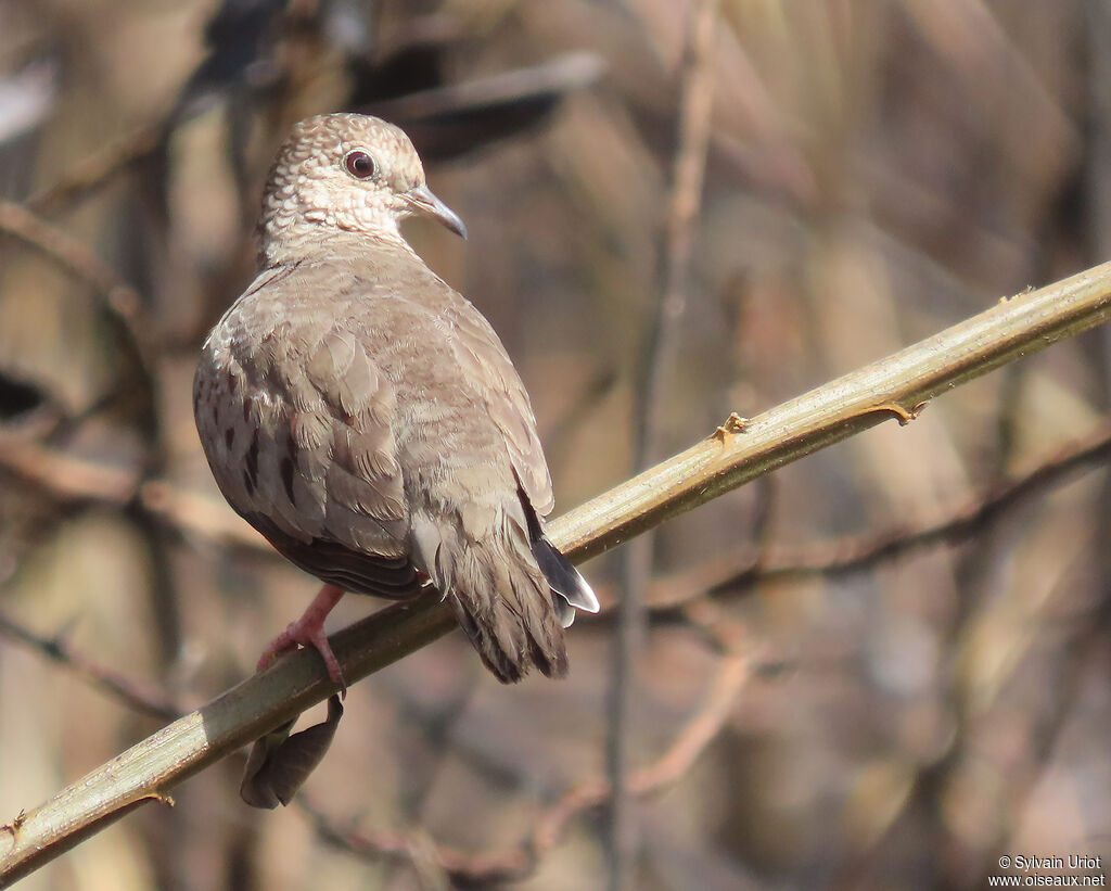 Common Ground Dove female adult