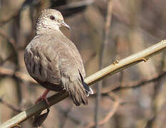 Common Ground Dove