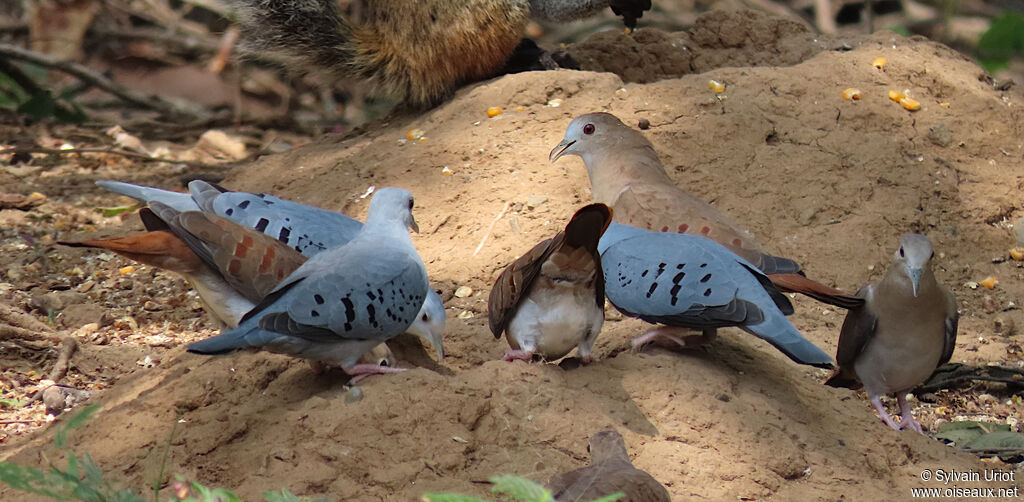 Blue Ground Dove