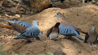 Blue Ground Dove