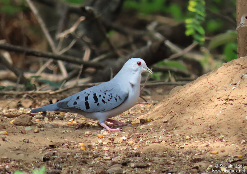 Blue Ground Dove male adult