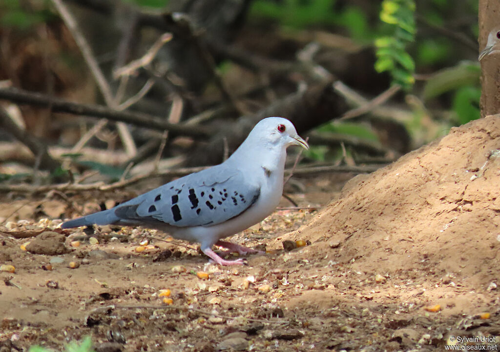 Blue Ground Dove male adult