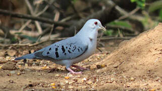 Blue Ground Dove