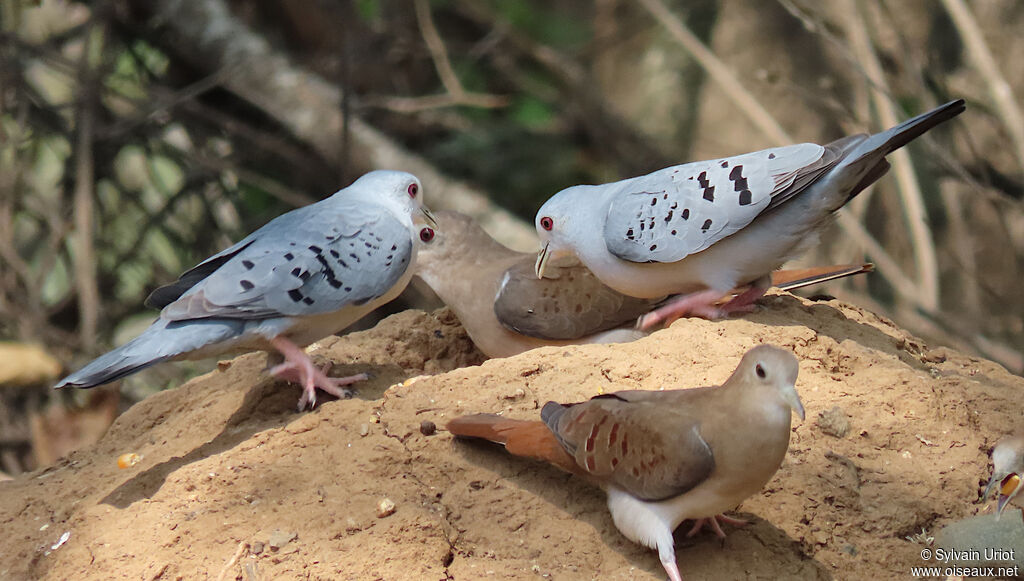 Blue Ground Dove