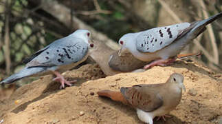 Blue Ground Dove