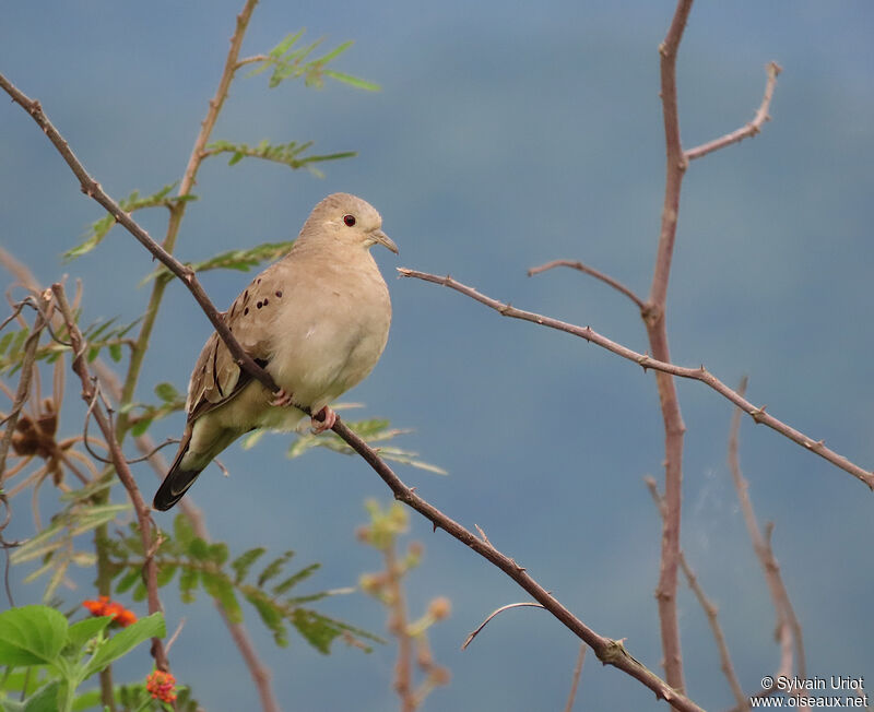 Ecuadorian Ground Dove female adult