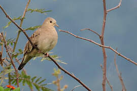 Ecuadorian Ground Dove