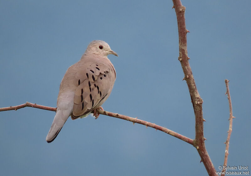Ecuadorian Ground Dove male adult