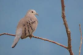 Ecuadorian Ground Dove