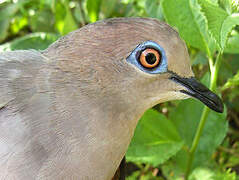 White-tipped Dove