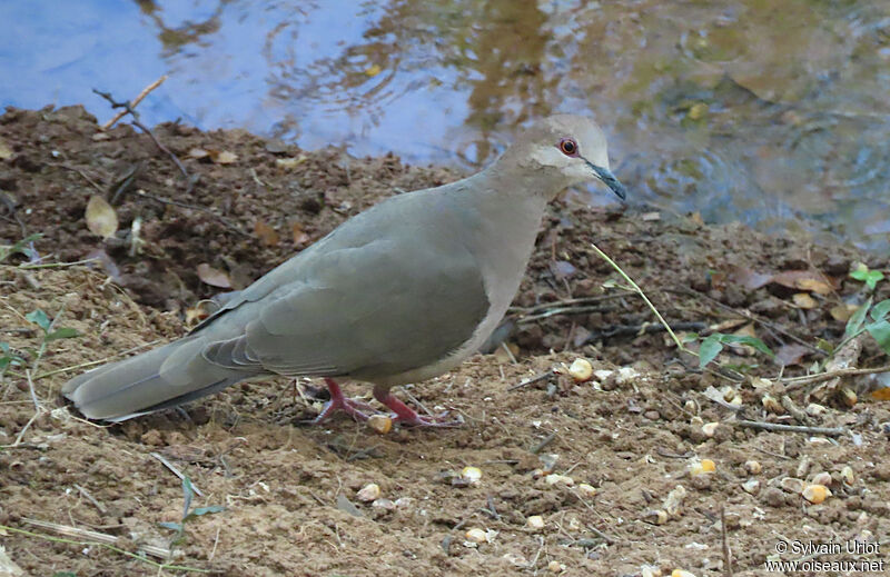 White-tipped Doveadult
