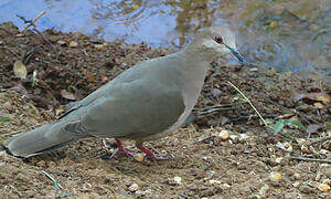 White-tipped Dove