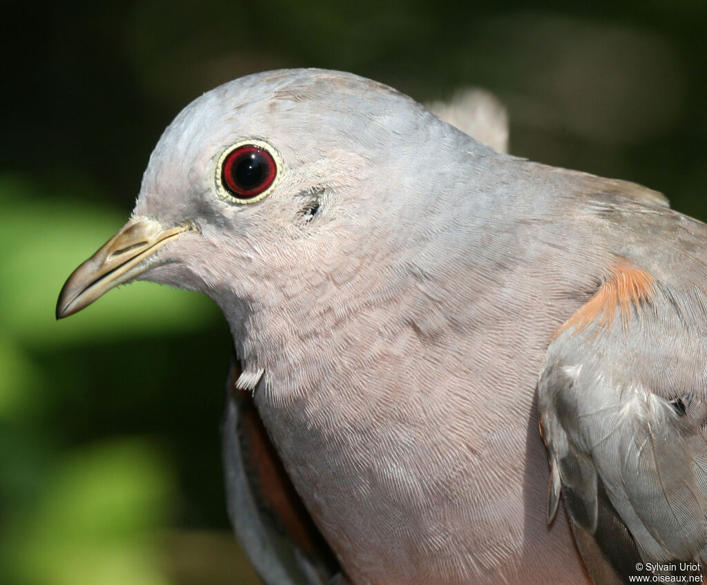 Plain-breasted Ground Dove male adult