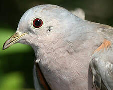 Plain-breasted Ground Dove