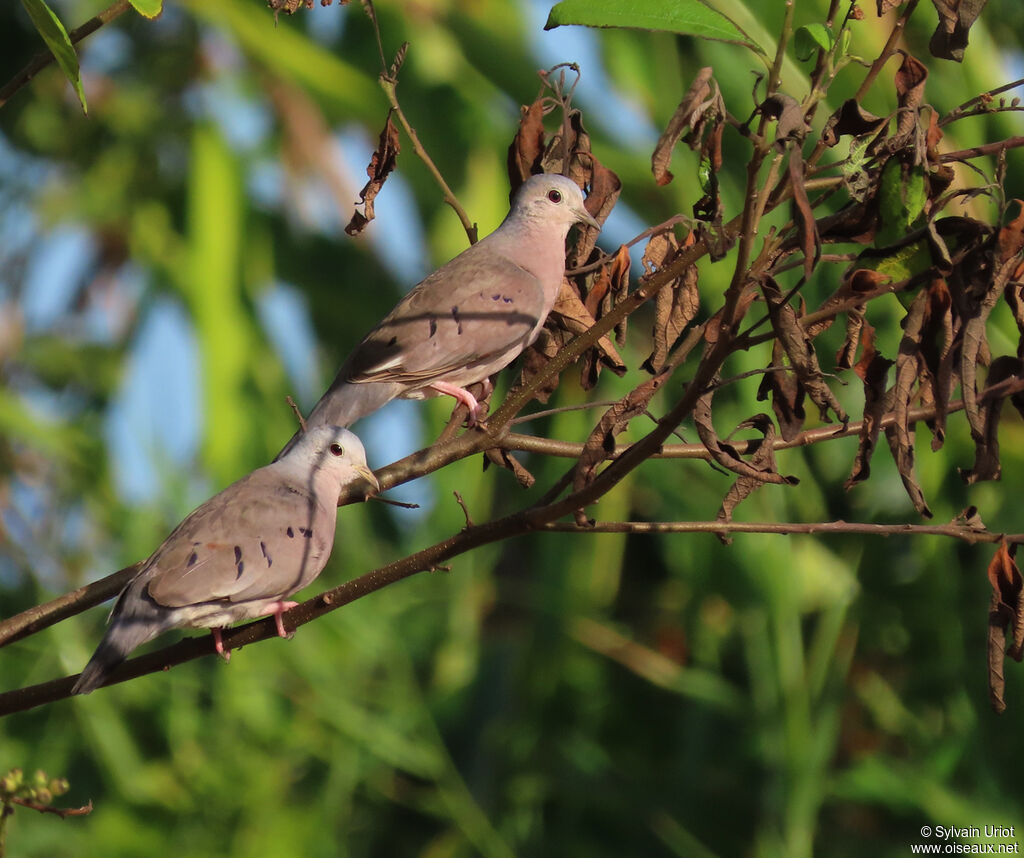 Plain-breasted Ground Dove male adult