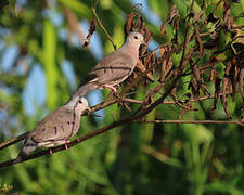 Plain-breasted Ground Dove