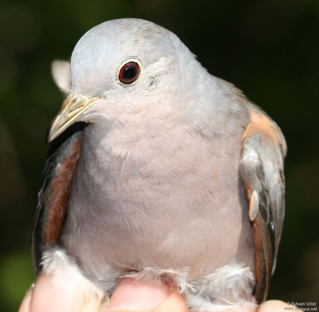 Plain-breasted Ground Dove