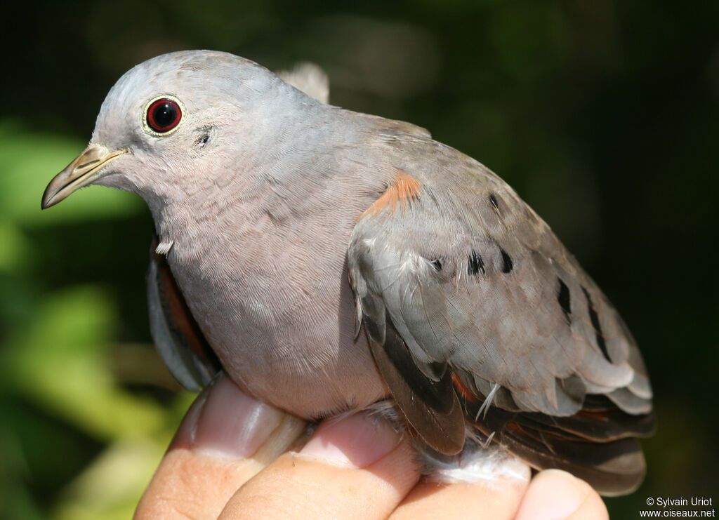 Plain-breasted Ground Dove