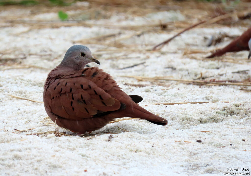 Ruddy Ground Dove male adult