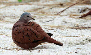 Ruddy Ground Dove