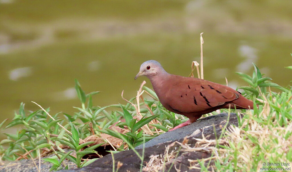 Ruddy Ground Dove male adult