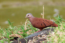 Ruddy Ground Dove