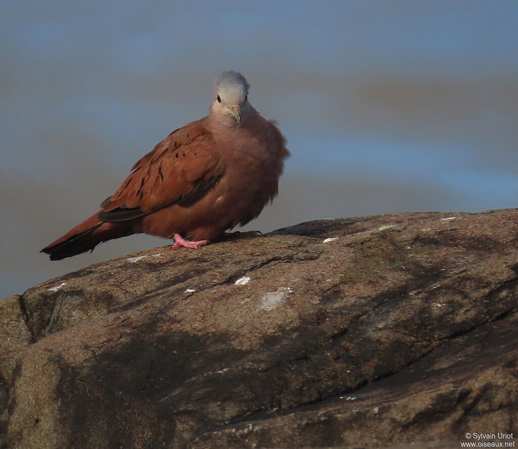 Ruddy Ground Dove male adult