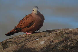 Ruddy Ground Dove