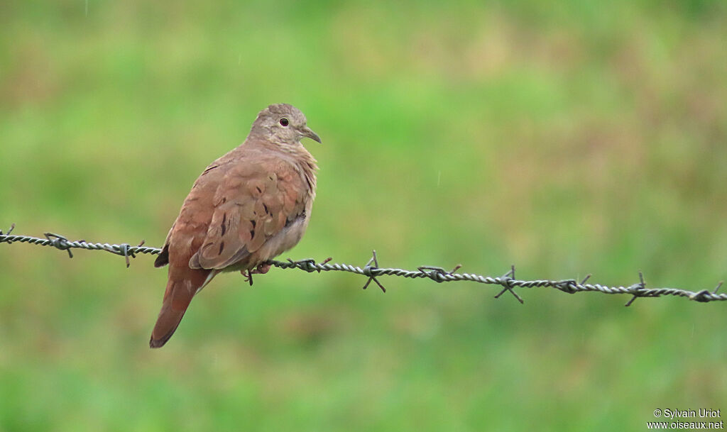 Ruddy Ground Dove female adult