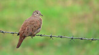 Ruddy Ground Dove