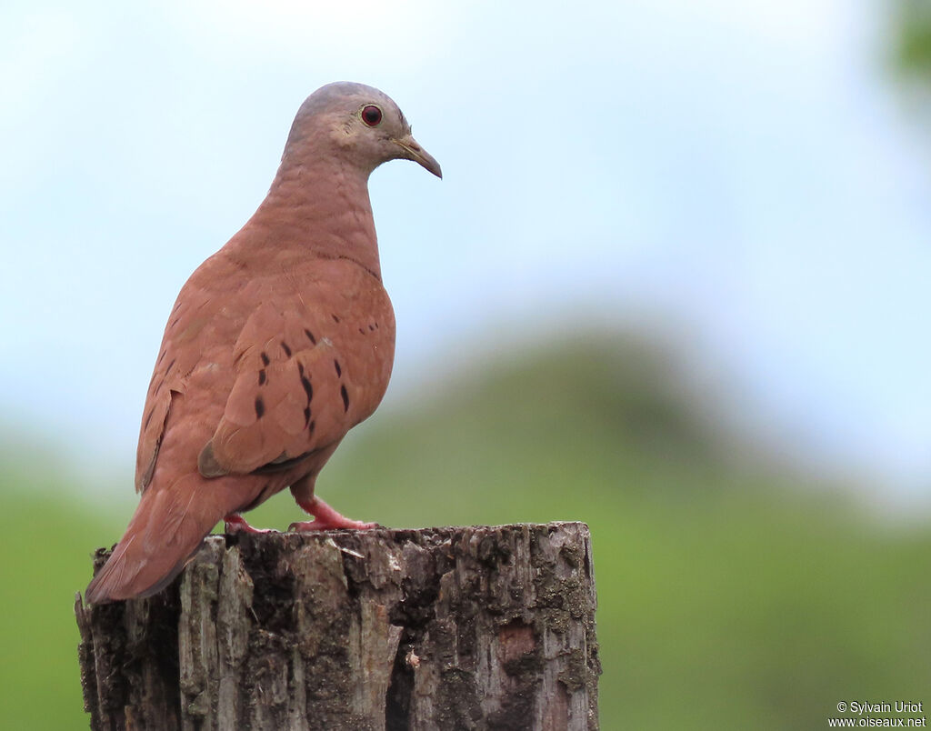 Ruddy Ground Dove male adult