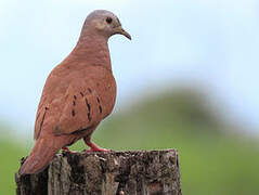 Ruddy Ground Dove