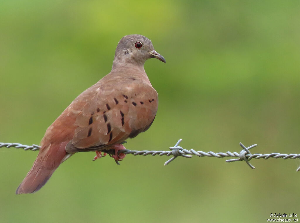 Ruddy Ground Dove female adult