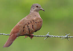 Ruddy Ground Dove