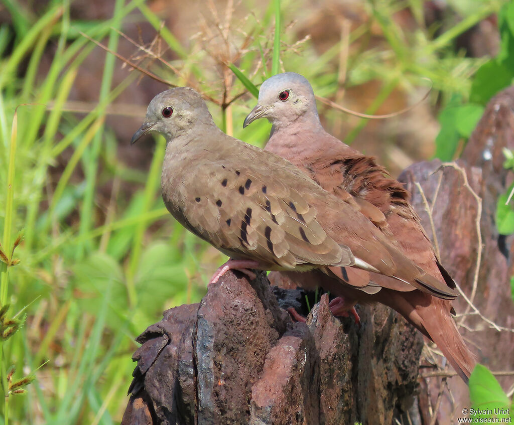 Ruddy Ground Doveadult