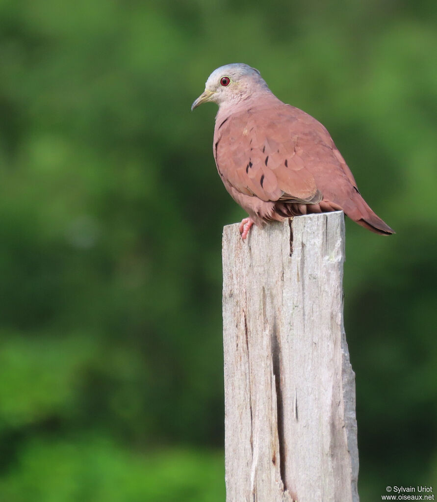 Ruddy Ground Dove male adult