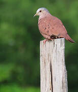 Ruddy Ground Dove