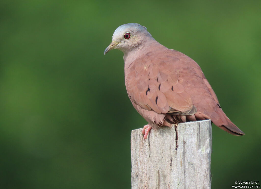 Ruddy Ground Dove male adult