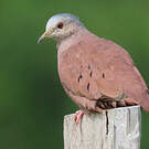 Colombe rousse