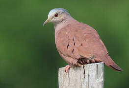 Ruddy Ground Dove